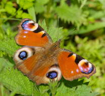 Image of Aglais io