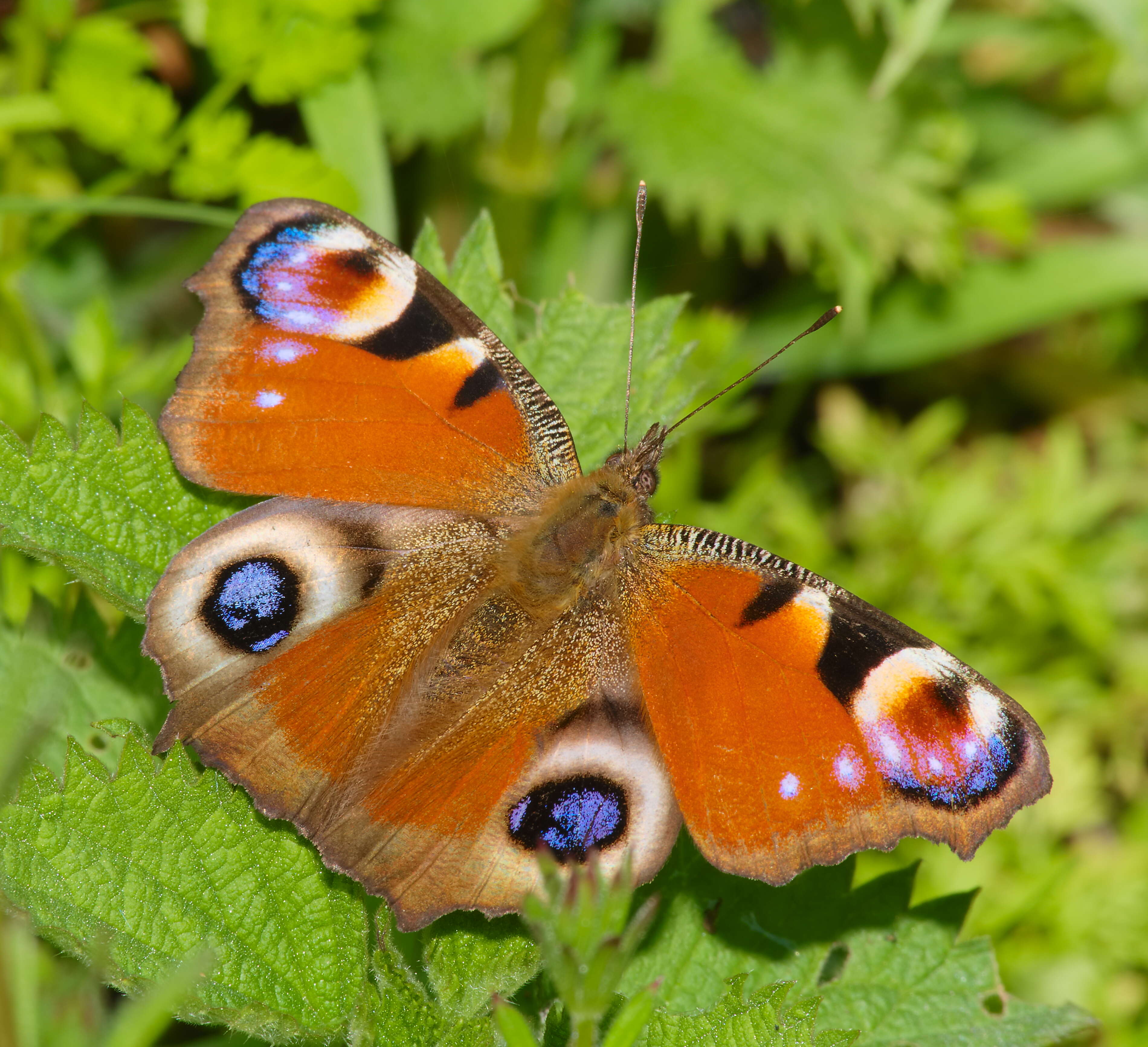 Image of Aglais io