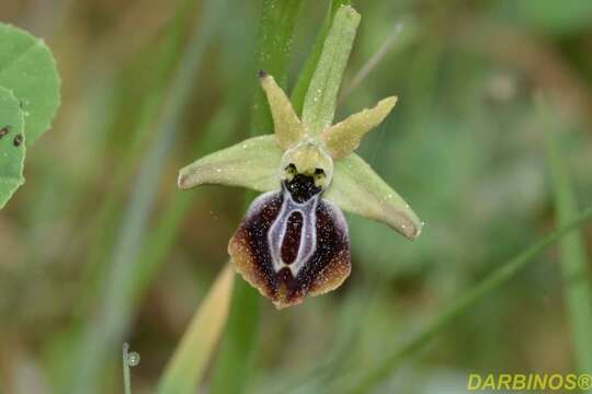 Image of Ophrys sphegodes subsp. aesculapii (Renz) Soó ex J. J. Wood