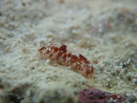 Image of Aphelodoris antillensis Bergh 1879