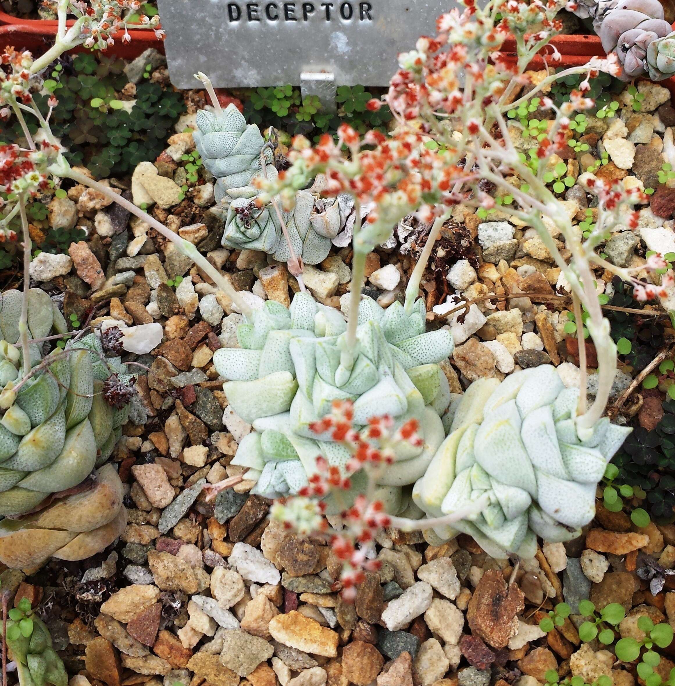 Image of Crassula deceptor Schönl. & Baker fil.