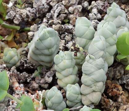 Image of Crassula deceptor Schönl. & Baker fil.