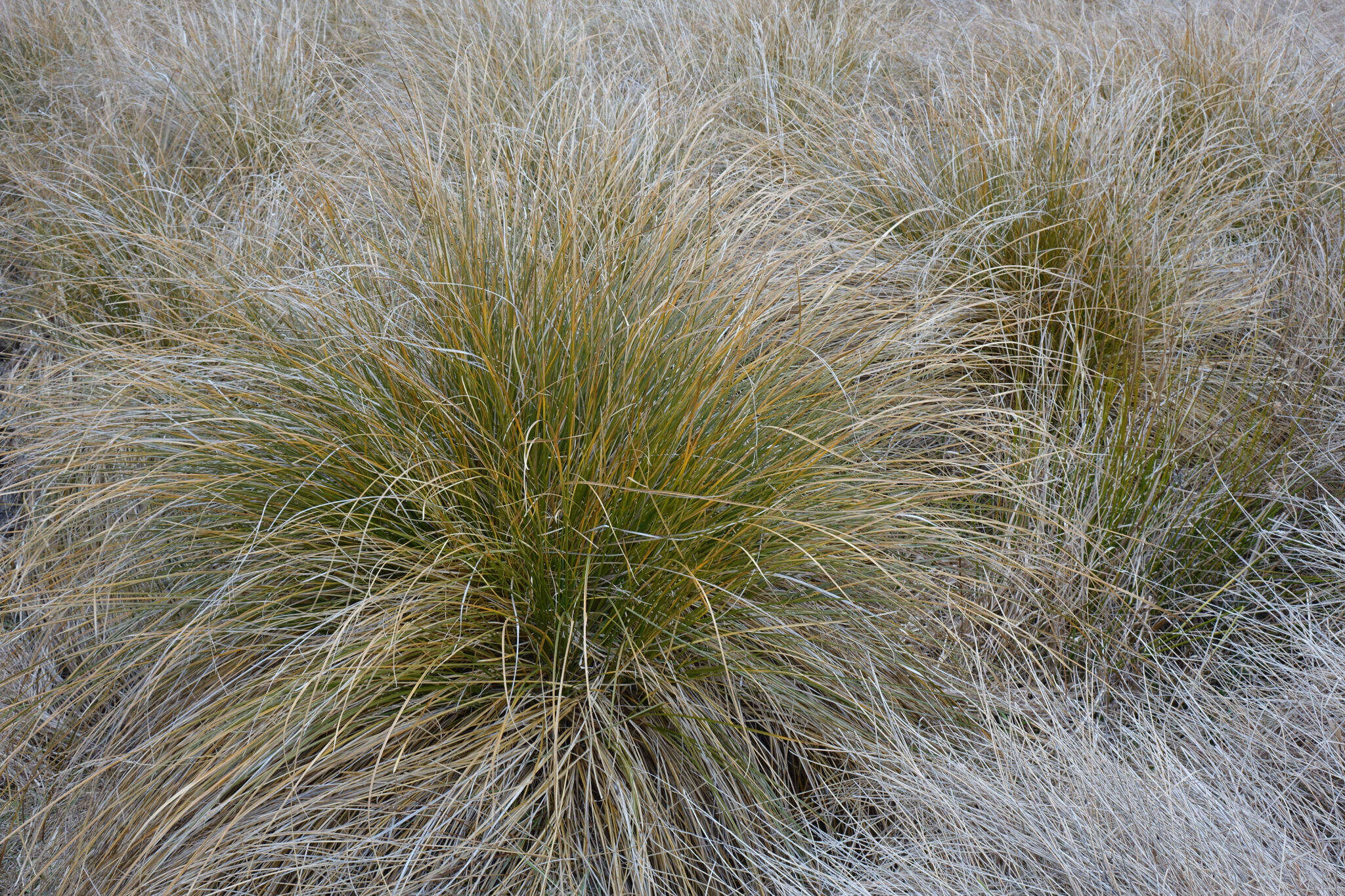 Image of Carex secta Boott