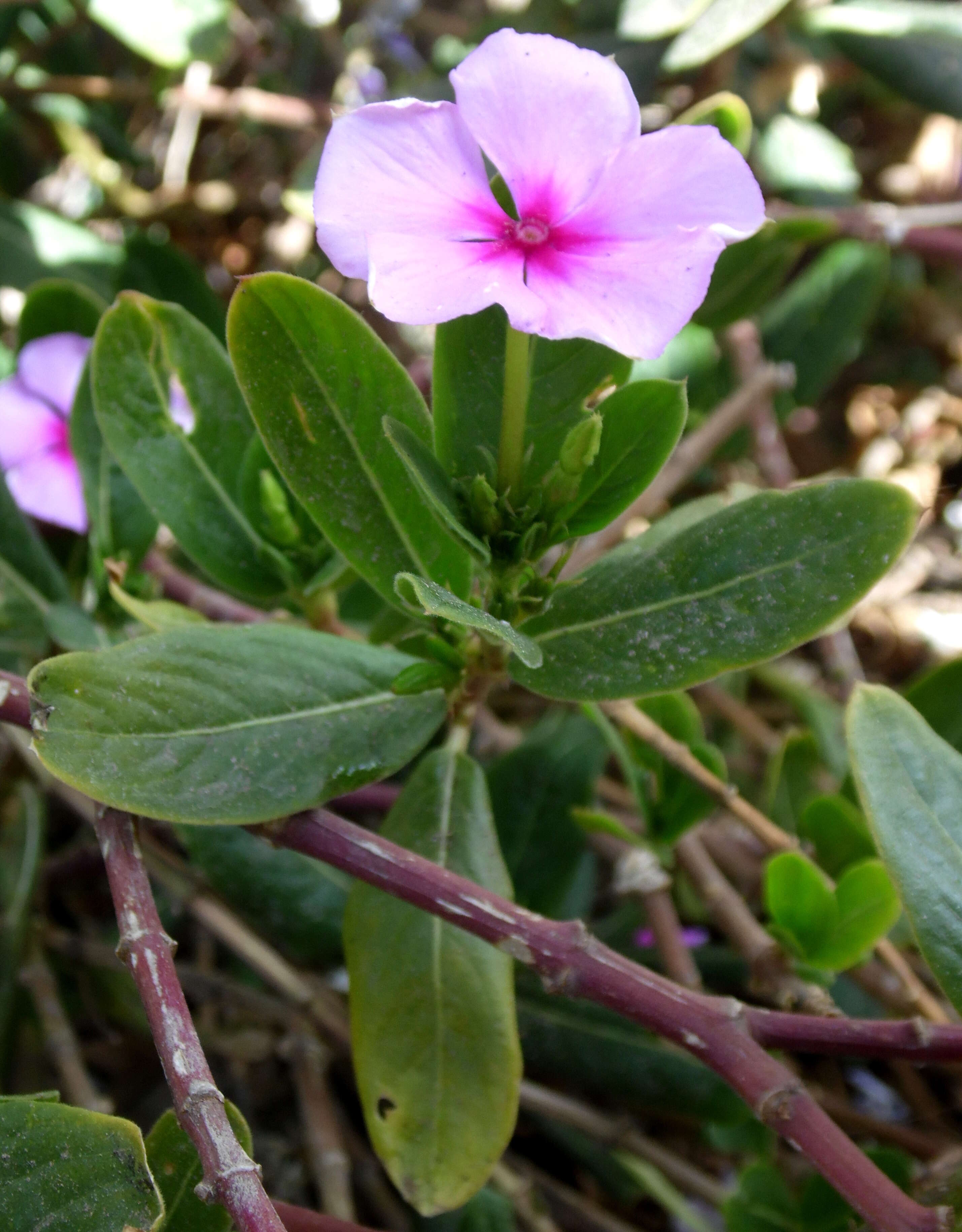 Image of Madagascar periwinkle