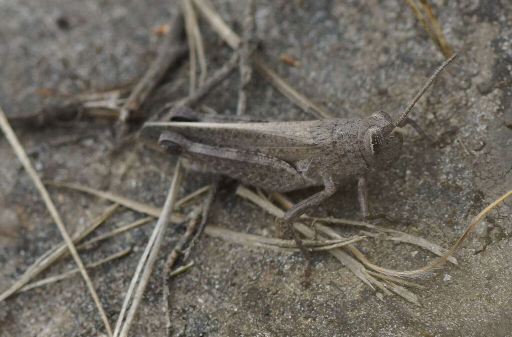 Слика од Peakesia brunnea (White & A. 1841)