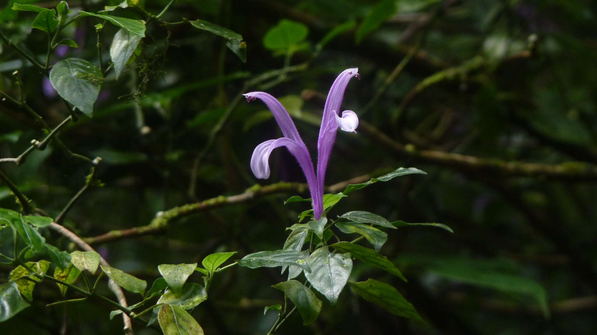 Image of Poikilacanthus macranthus Lindau