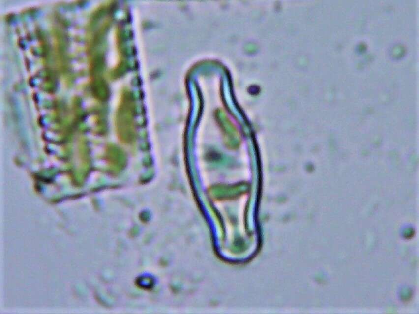 Image of Hippodonta Lange-Bertalot, Witkowski & Metzeltin 1996