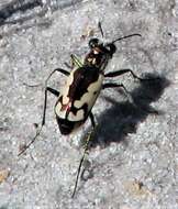 Plancia ëd Cicindela fulgida rumppi