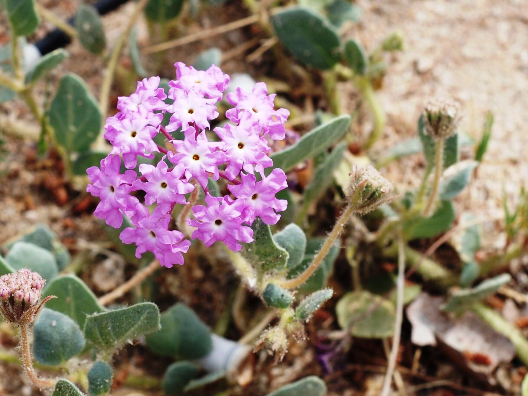 Image of desert sand verbena