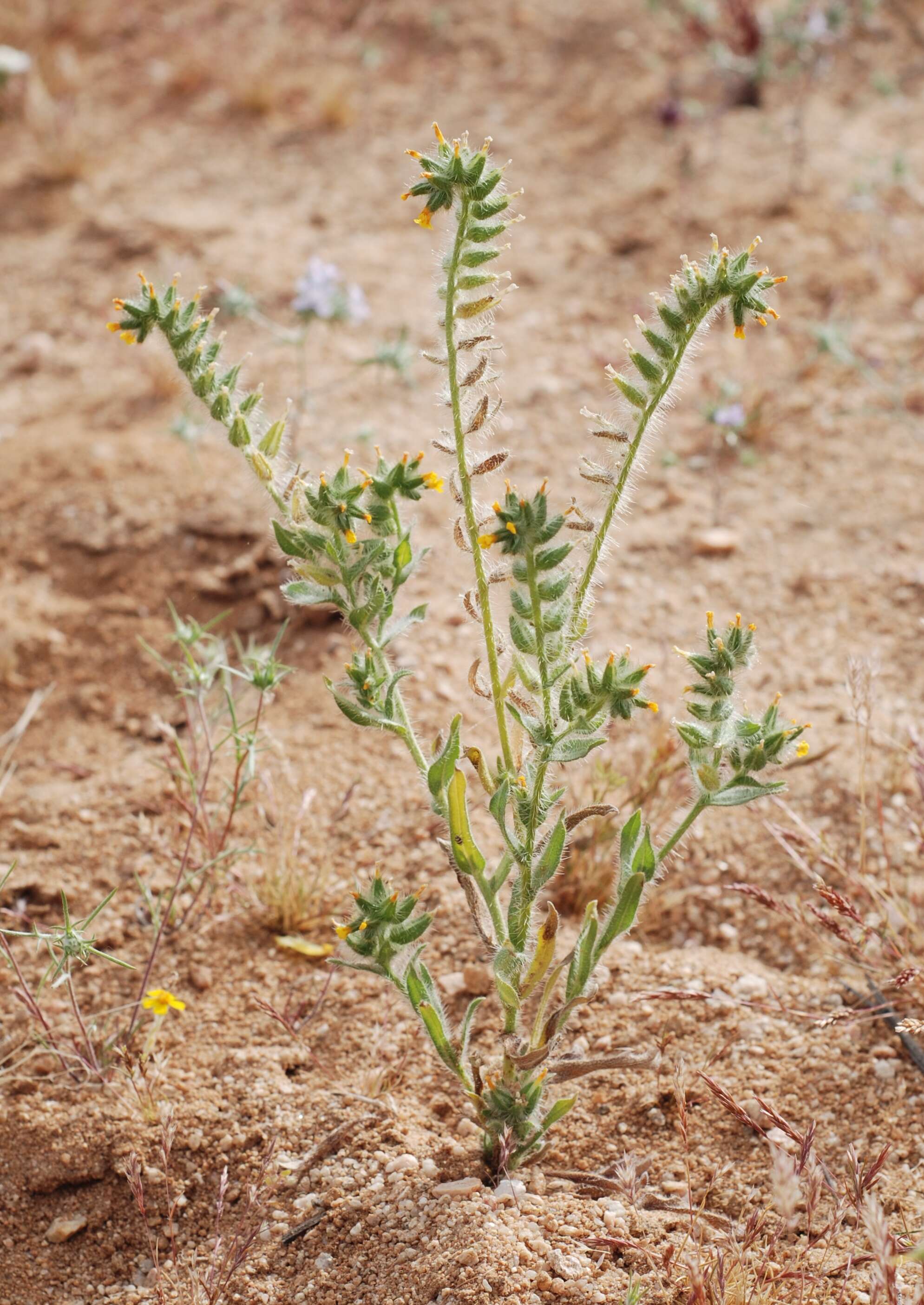 Слика од Amsinckia tessellata A. Gray