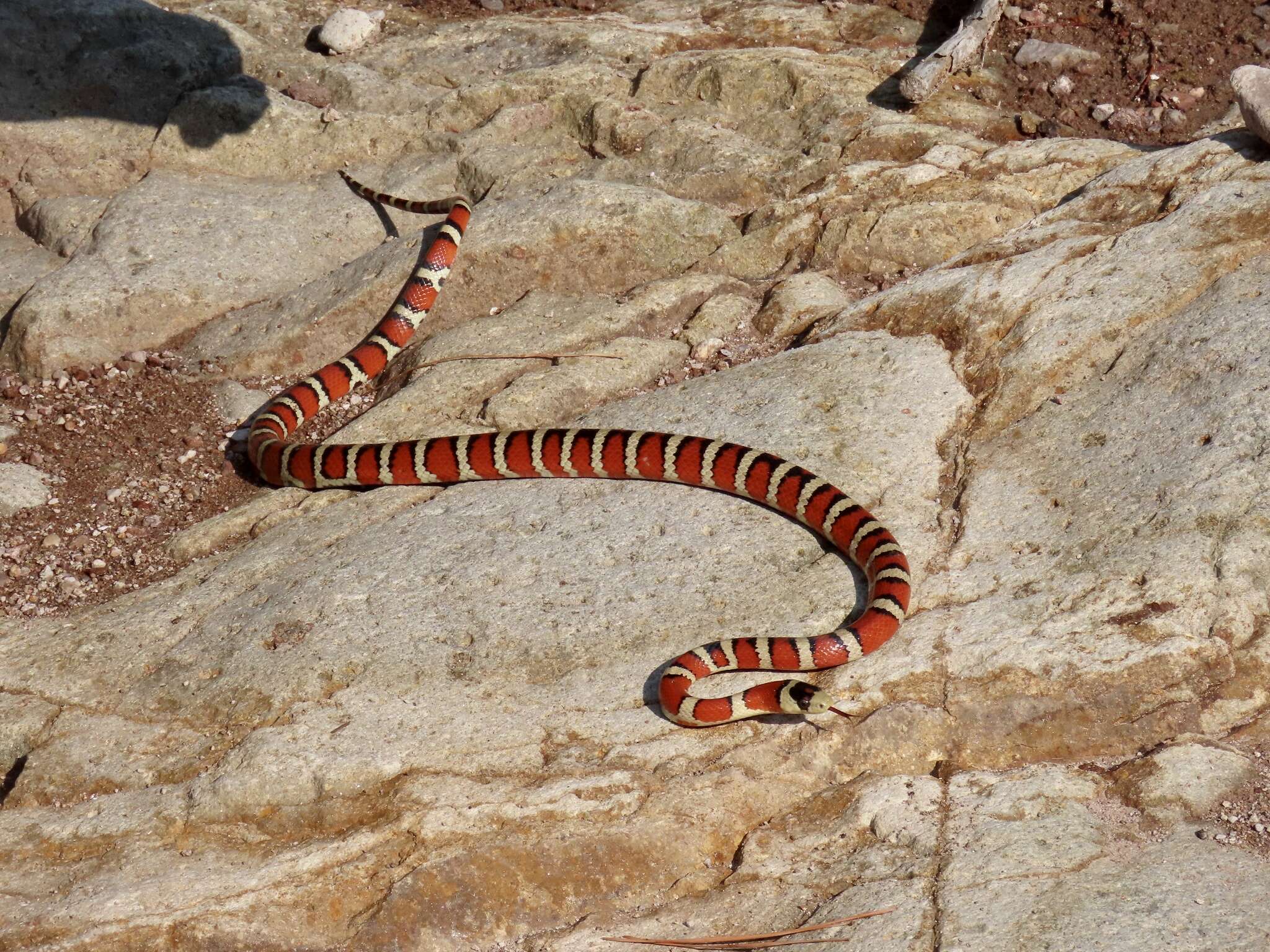 Image de Lampropeltis pyromelana (Cope 1867)