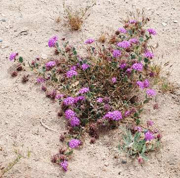 Image of desert sand verbena
