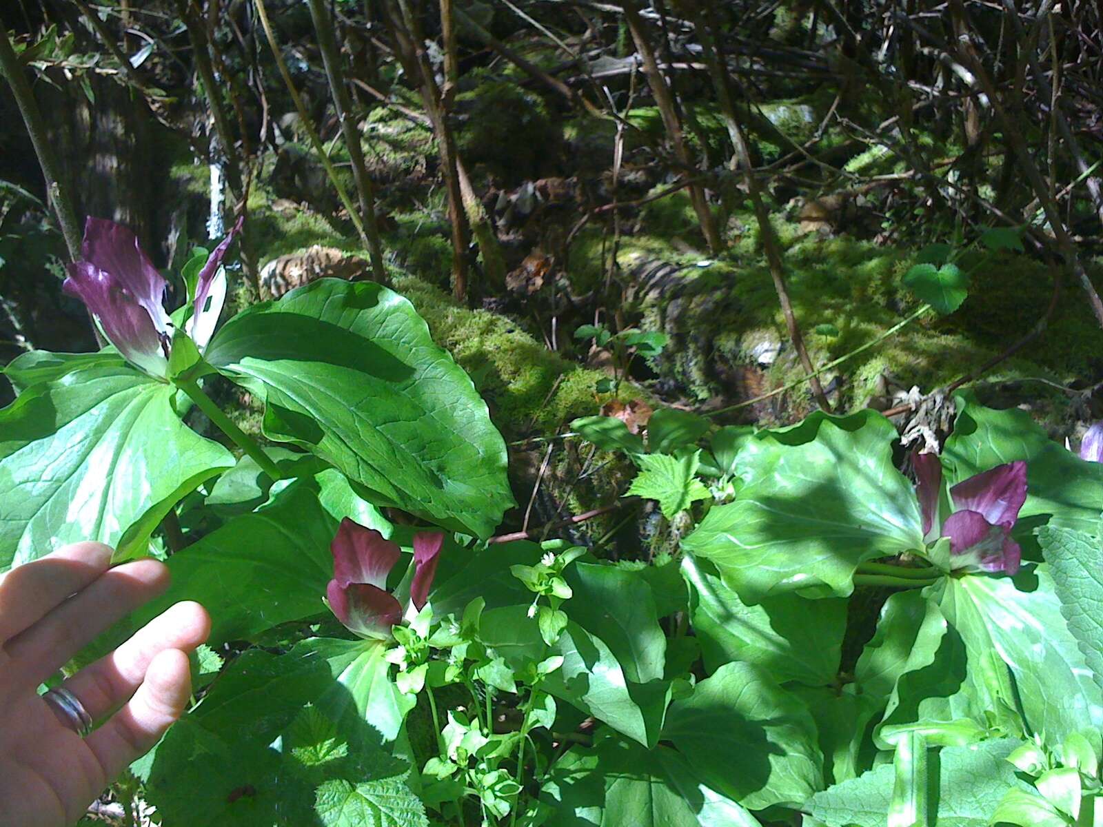 Imagem de Trillium chloropetalum (Torr.) Howell