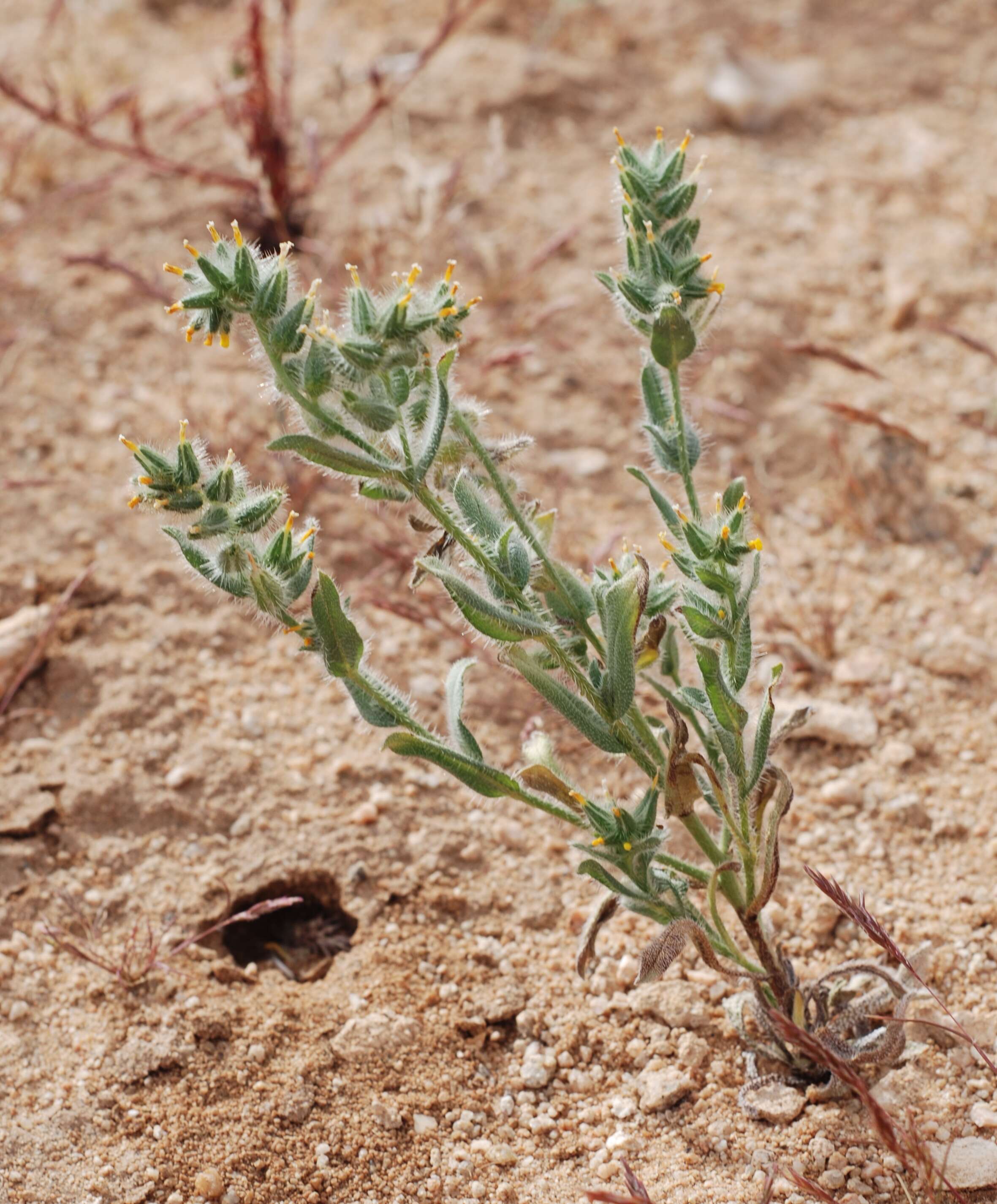 Слика од Amsinckia tessellata A. Gray