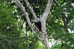 Image of Red-handed Howling Monkey