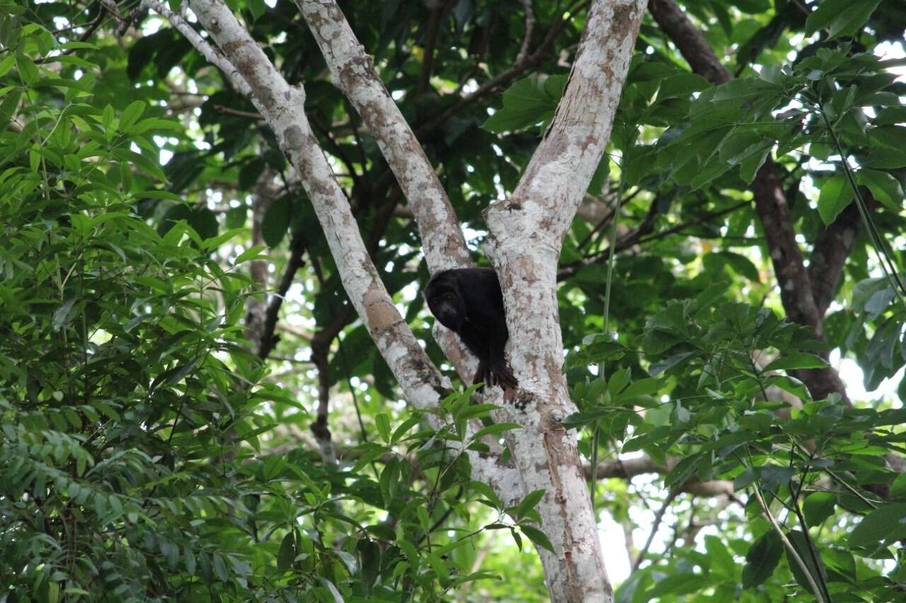 Alouatta discolor (Spix 1823)的圖片