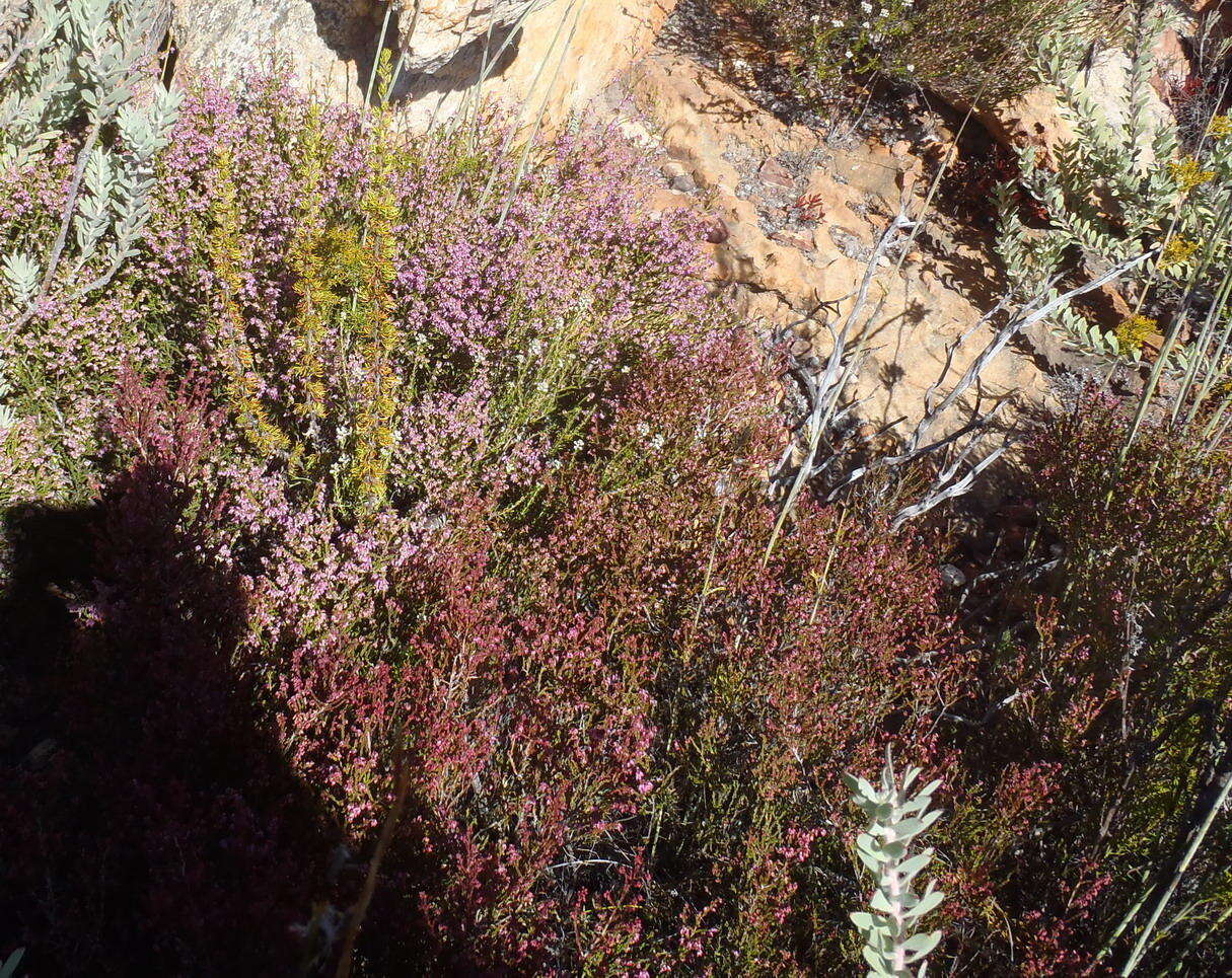 Image of Erica rosacea subsp. rosacea