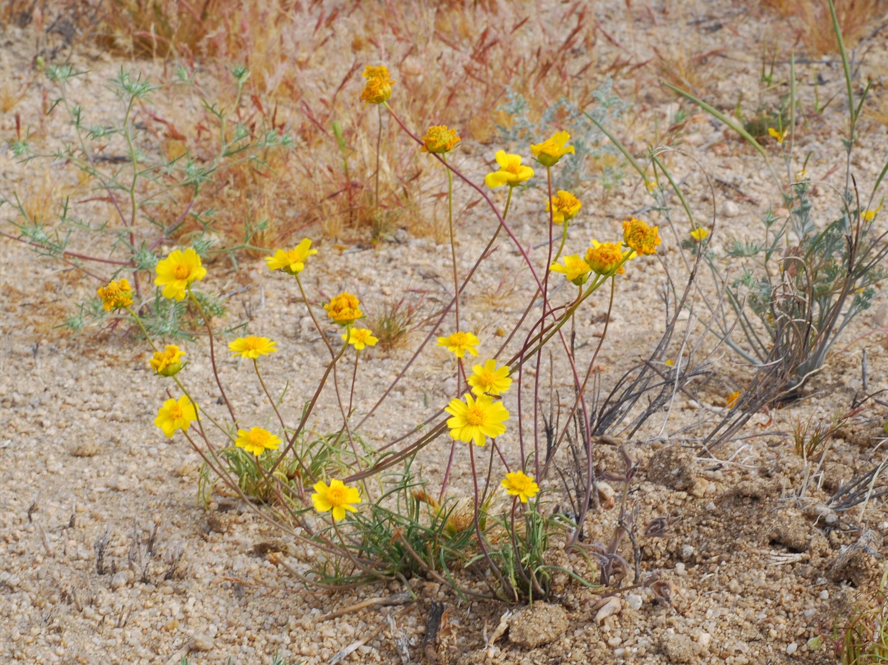 Image of California tickseed