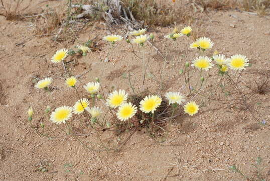 Image of smooth desertdandelion