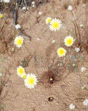 Image of smooth desertdandelion