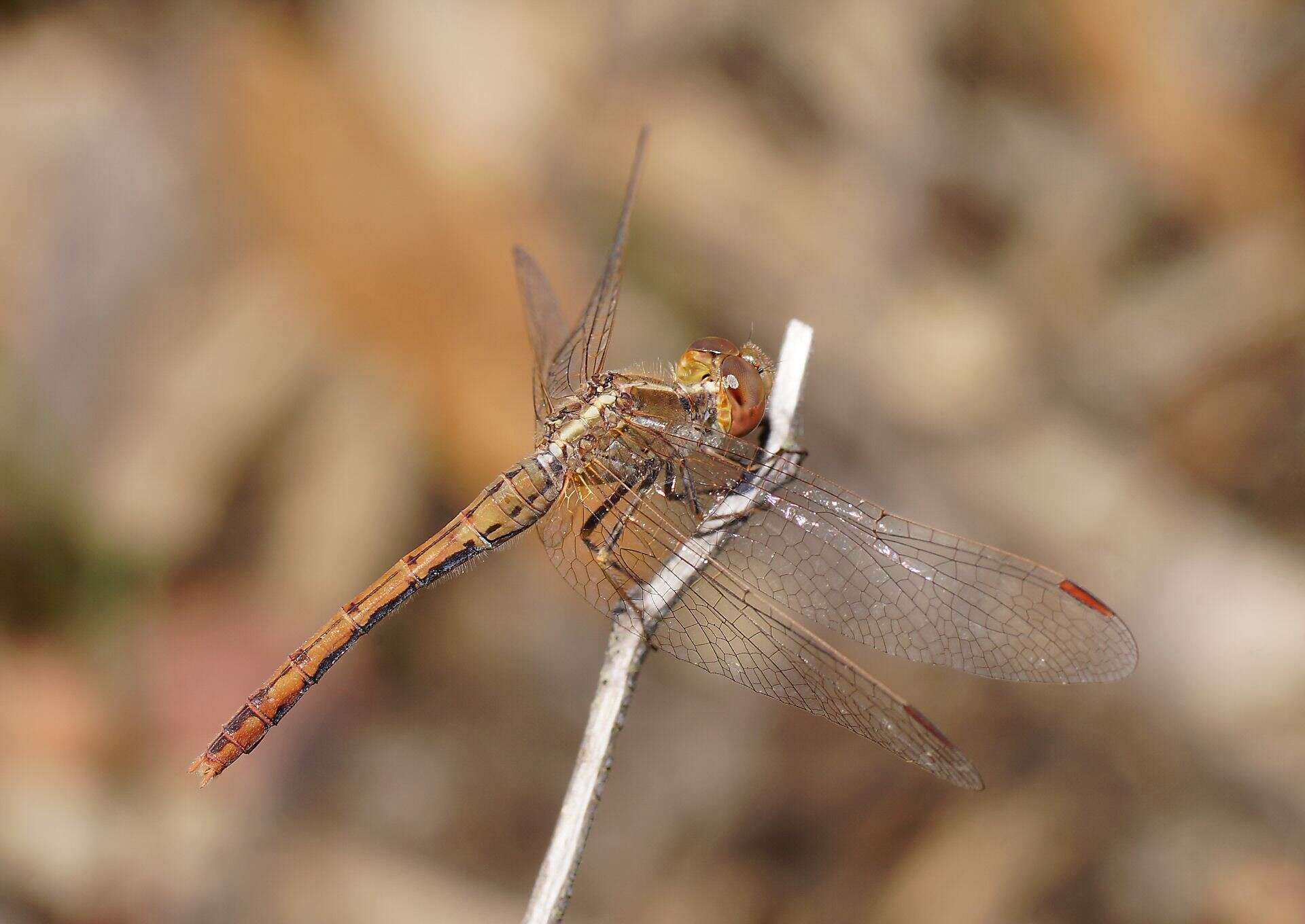 Image of Red Percher Dragonfly