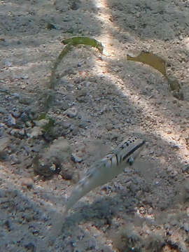 Image de Amblygobius stethophthalmus (Bleeker 1851)