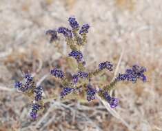 Image of cleftleaf wildheliotrope