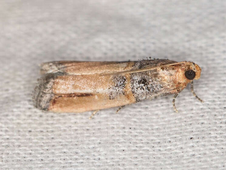 Dasypyga alternosquamella Ragonot 1887的圖片