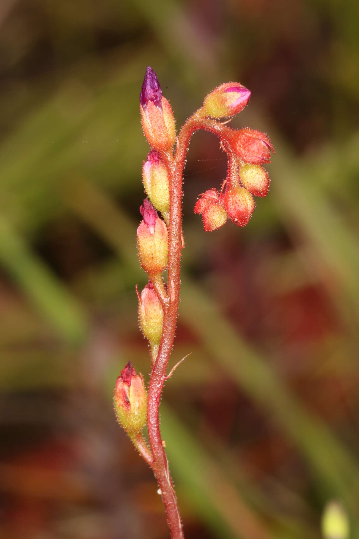 Image of spoonleaf sundew