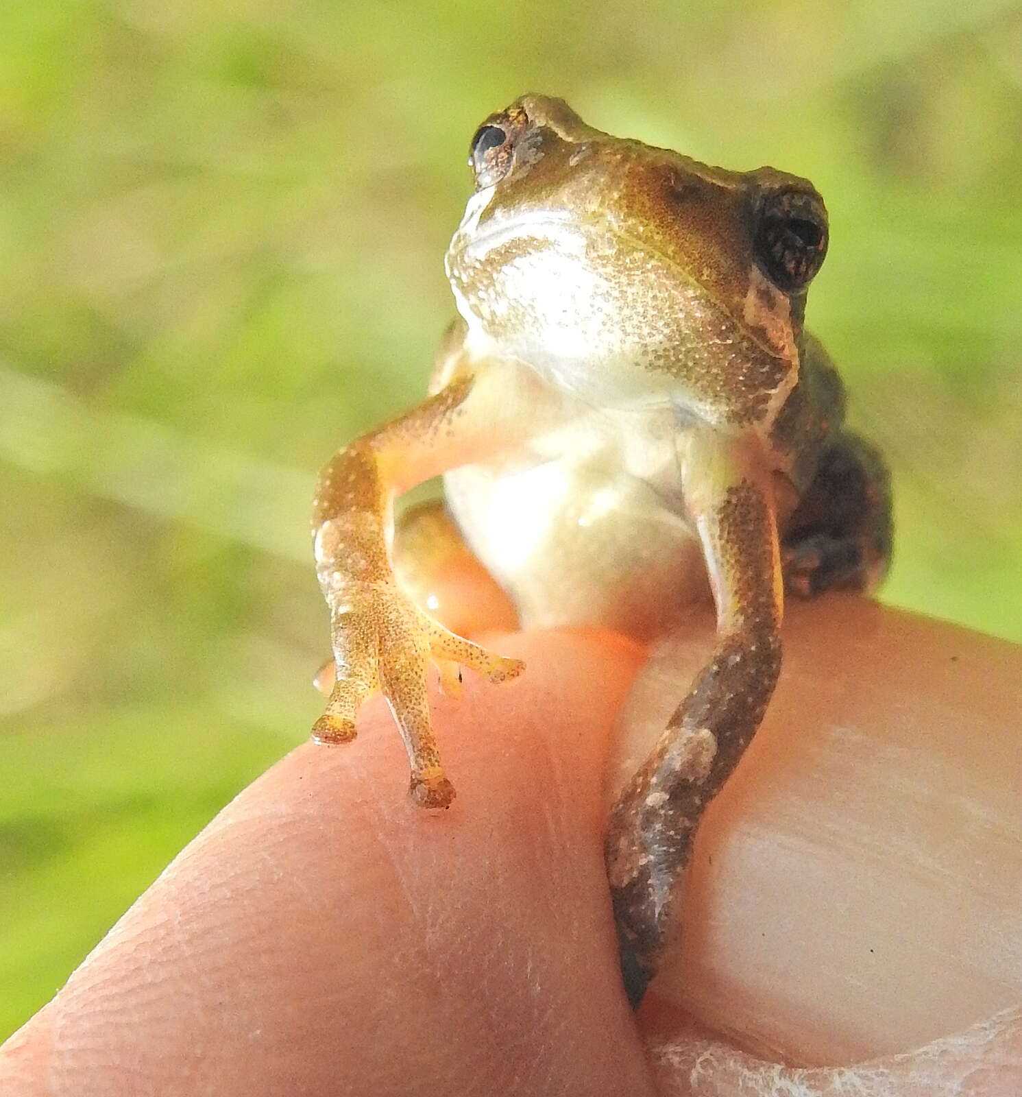 Image of Marbled Reed Frog