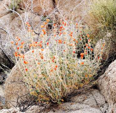 Image of desert globemallow