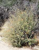 Image of desert globemallow