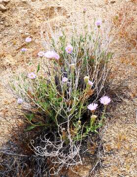 Image de Xylorhiza tortifolia (Torr. & A. Gray) Greene