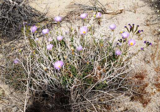 Image of Mojave woodyaster