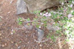 Image of Micromeria hyssopifolia var. hyssopifolia
