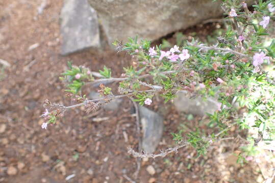 Image of Micromeria hyssopifolia Webb & Berthel.