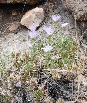 Image de Xylorhiza tortifolia (Torr. & A. Gray) Greene