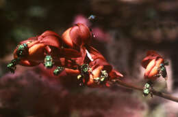 Image of orchid bee