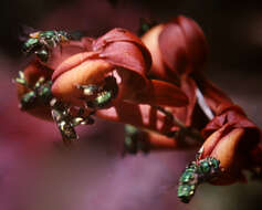 Image of orchid bee