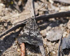 Image de Notocrambus