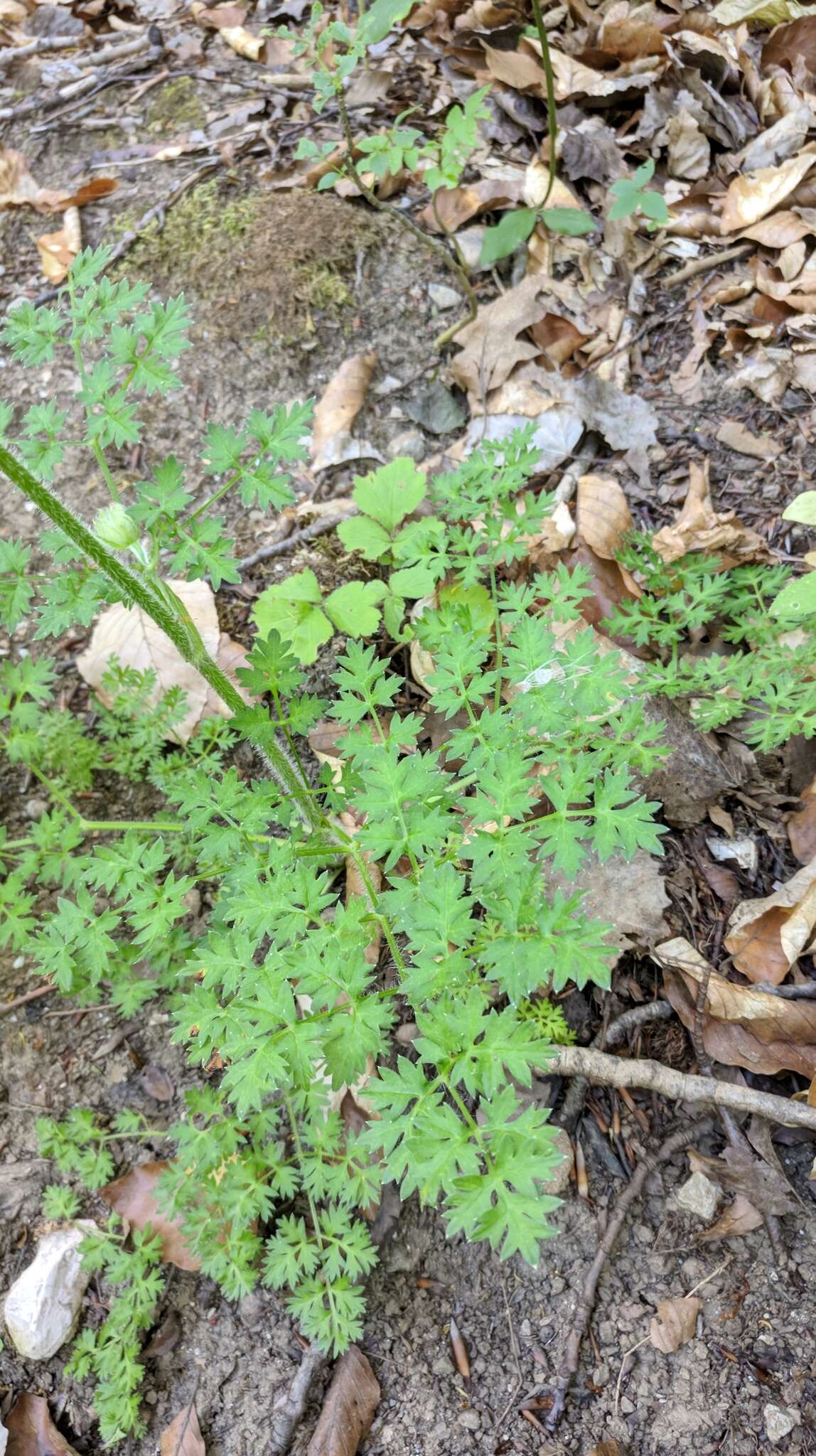 Image of Silphiodaucus hispidus