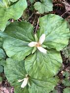 Trillium chloropetalum var. giganteum (Hook. & Arn.) Munz resmi