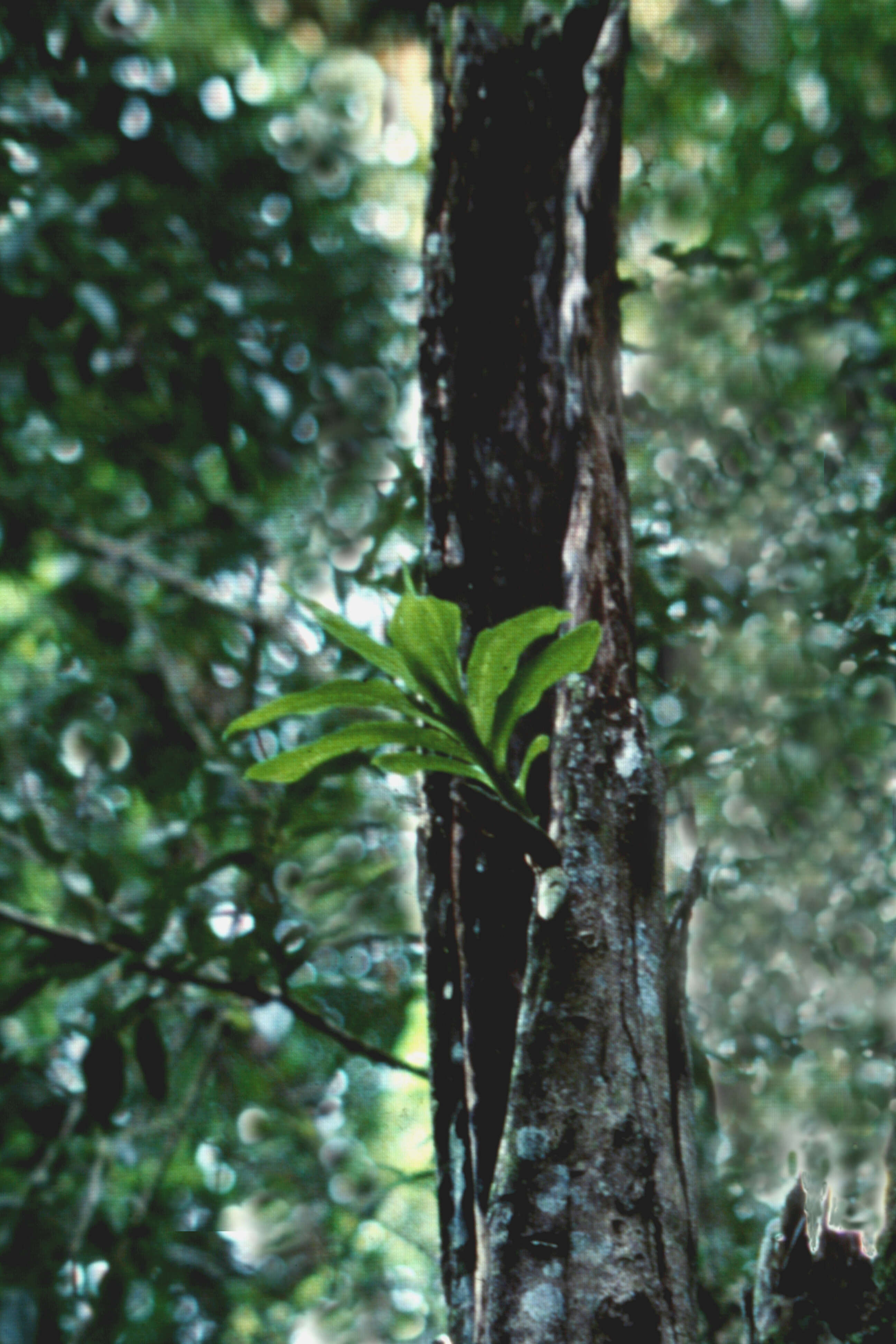 Cycnoches haagii Barb. Rodr.的圖片