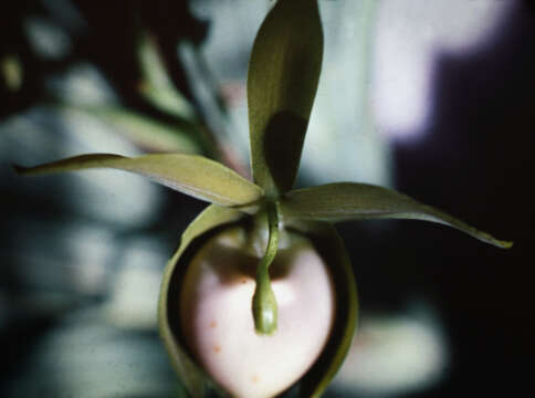 Image of Cycnoches haagii Barb. Rodr.