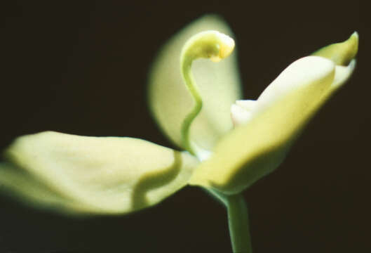 Image of Cycnoches haagii Barb. Rodr.