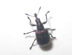 Image of Plum Borer