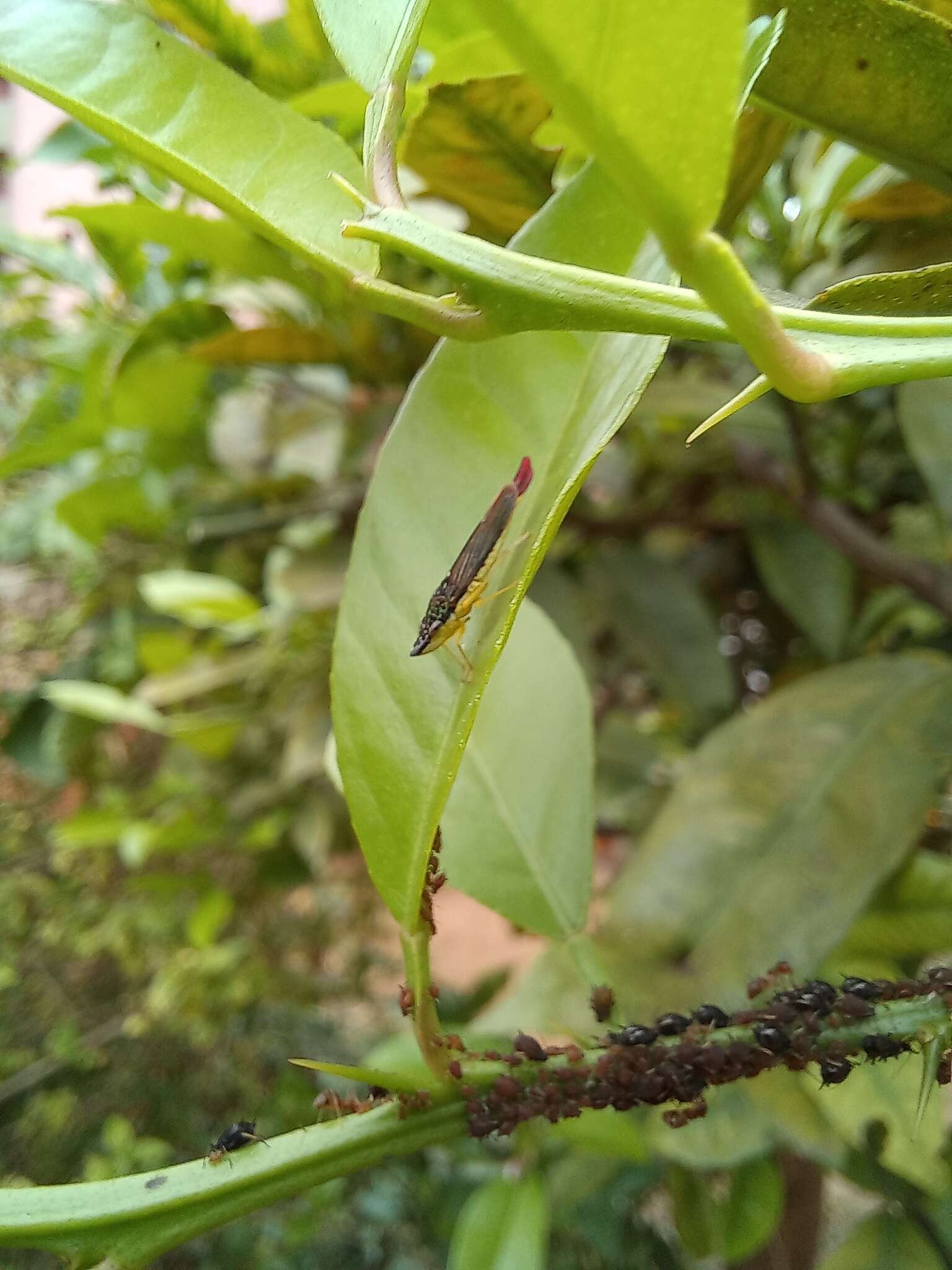 Image of Acrogonia citrina Marucci & Cavichioli 2002