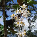 Image of Oncidium cirrhosum (Lindl.) Beer