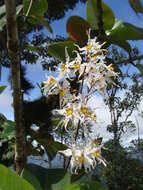 Image of Oncidium cirrhosum (Lindl.) Beer