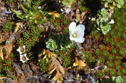 Image of Forstera sedifolia Forst. fil.